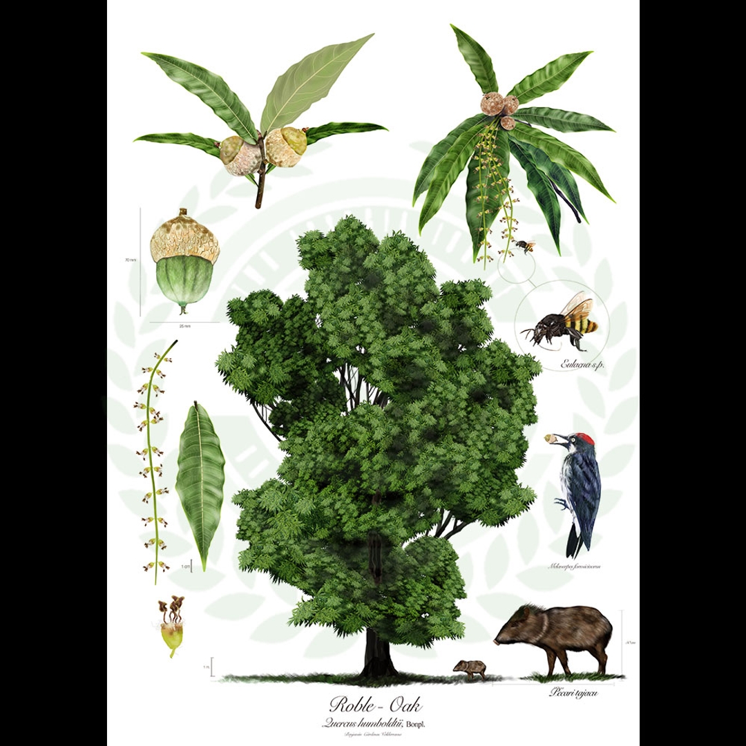 版畫 Roble-Oak(橡樹)