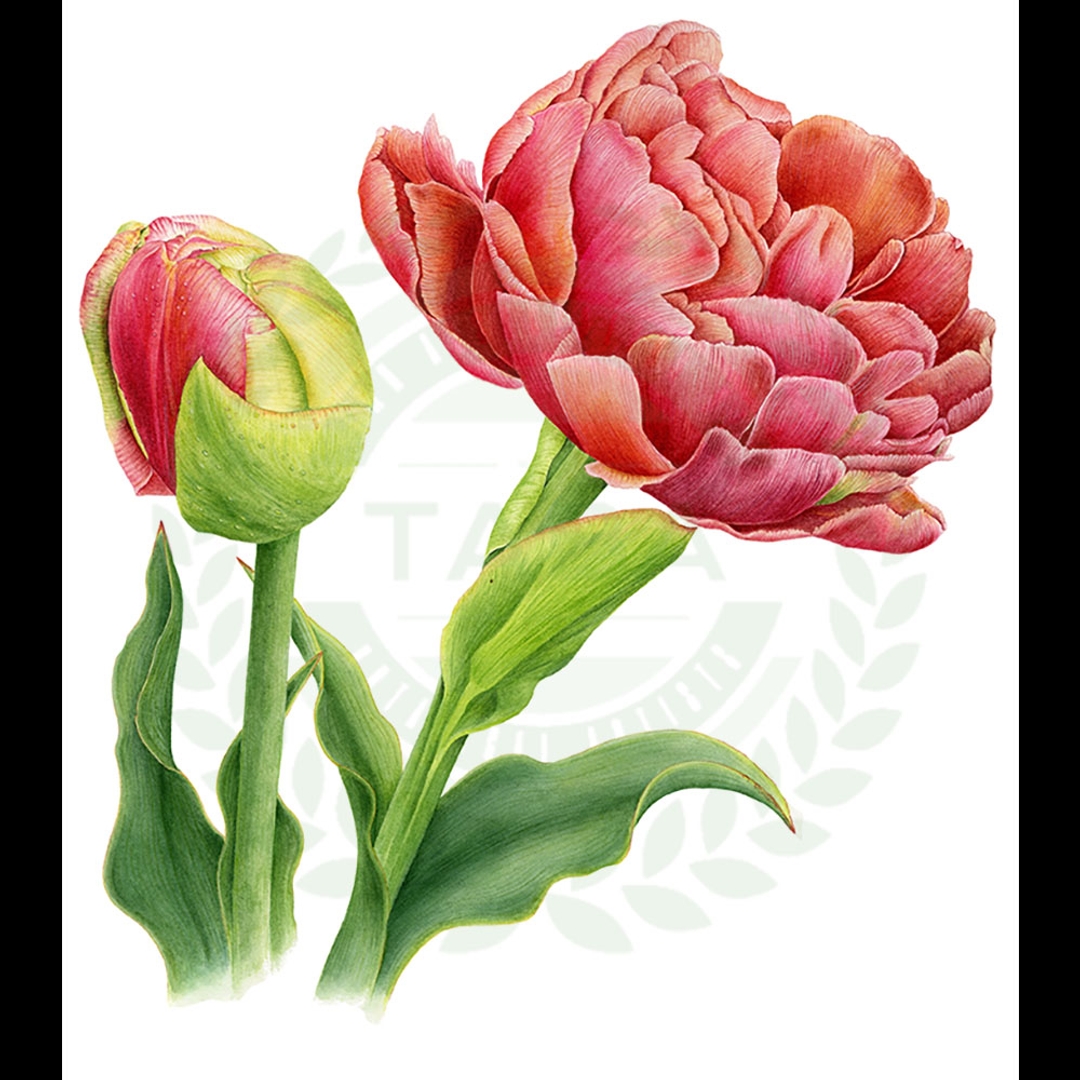 原畫 Tulip “cooper image”(鬱金香)