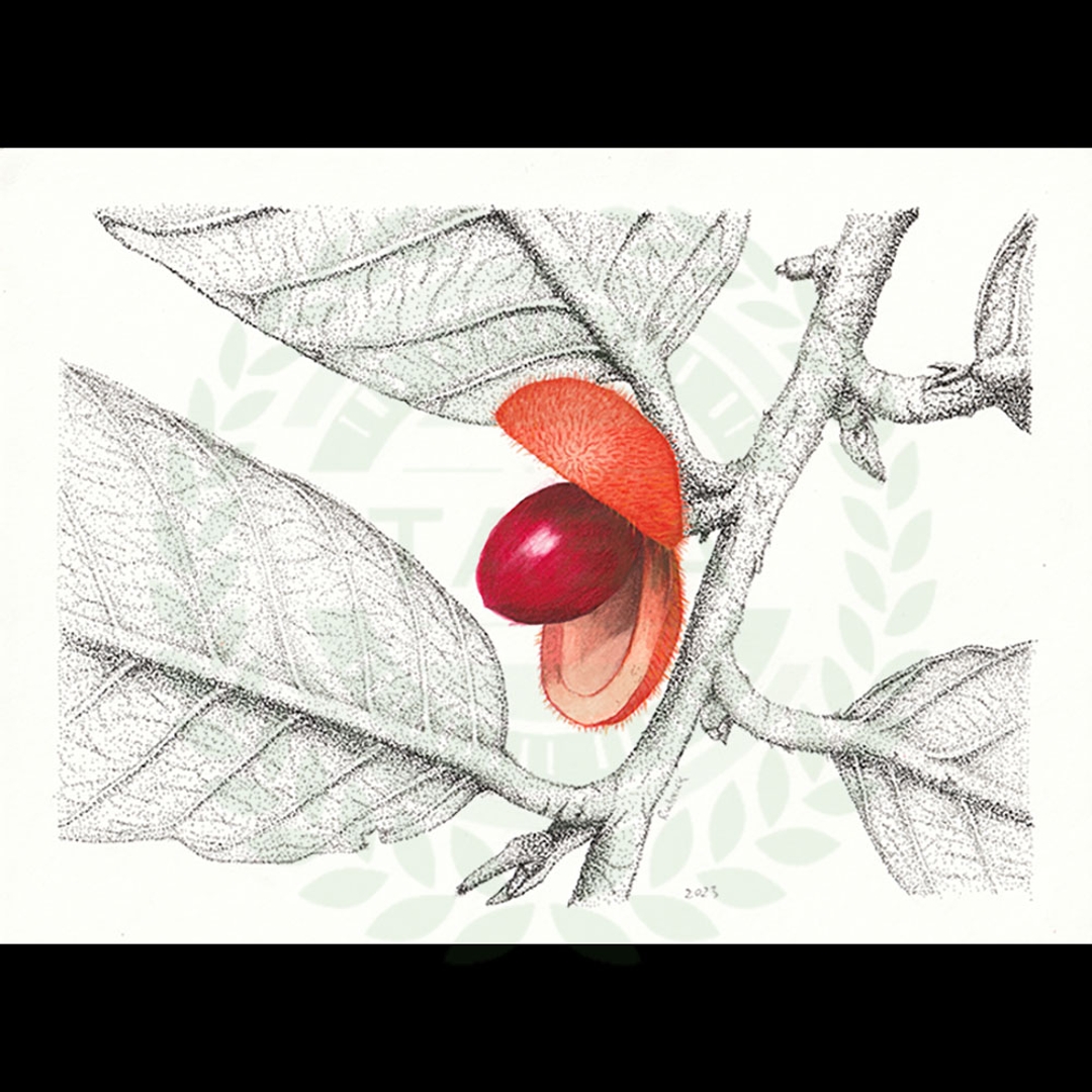 原畫 Knema laurina (Blume) Warb(大葉紅光樹)