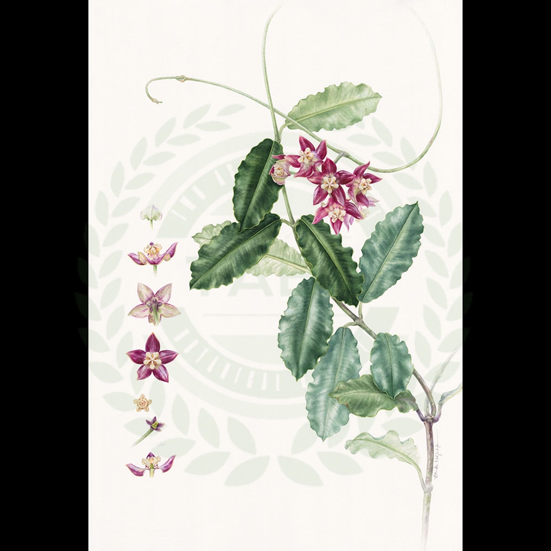 原畫 Hoya imperialis Lindl.(帝王球蘭)