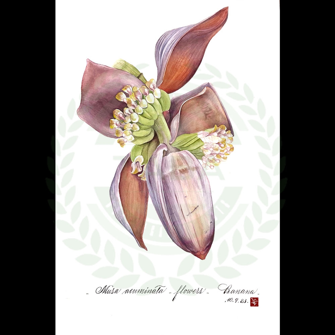 版畫 Musa acuminata L.A. Colla.(小果野蕉)
