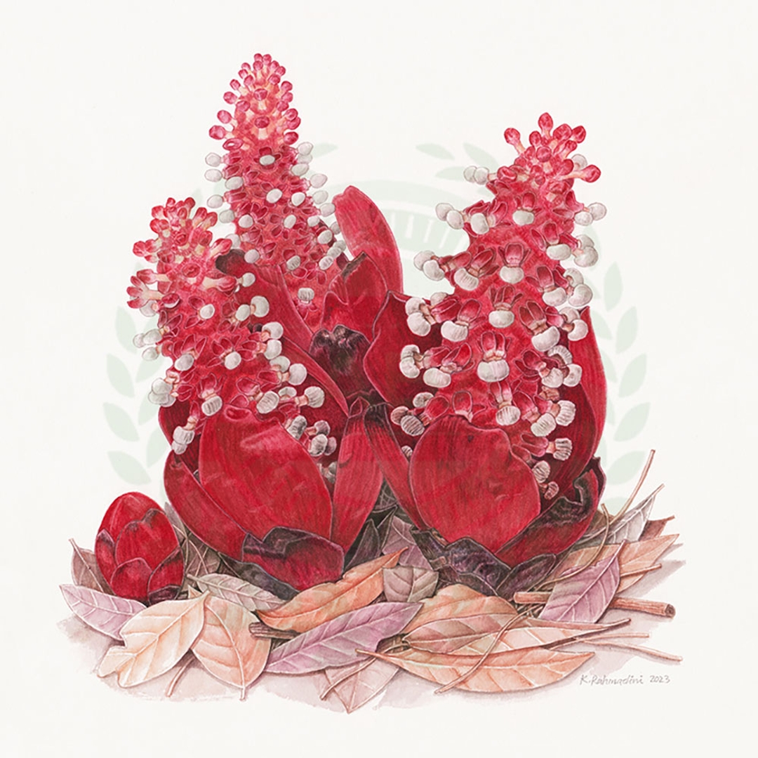 原畫 Balanophora elongata Blume(長枝蛇菰)