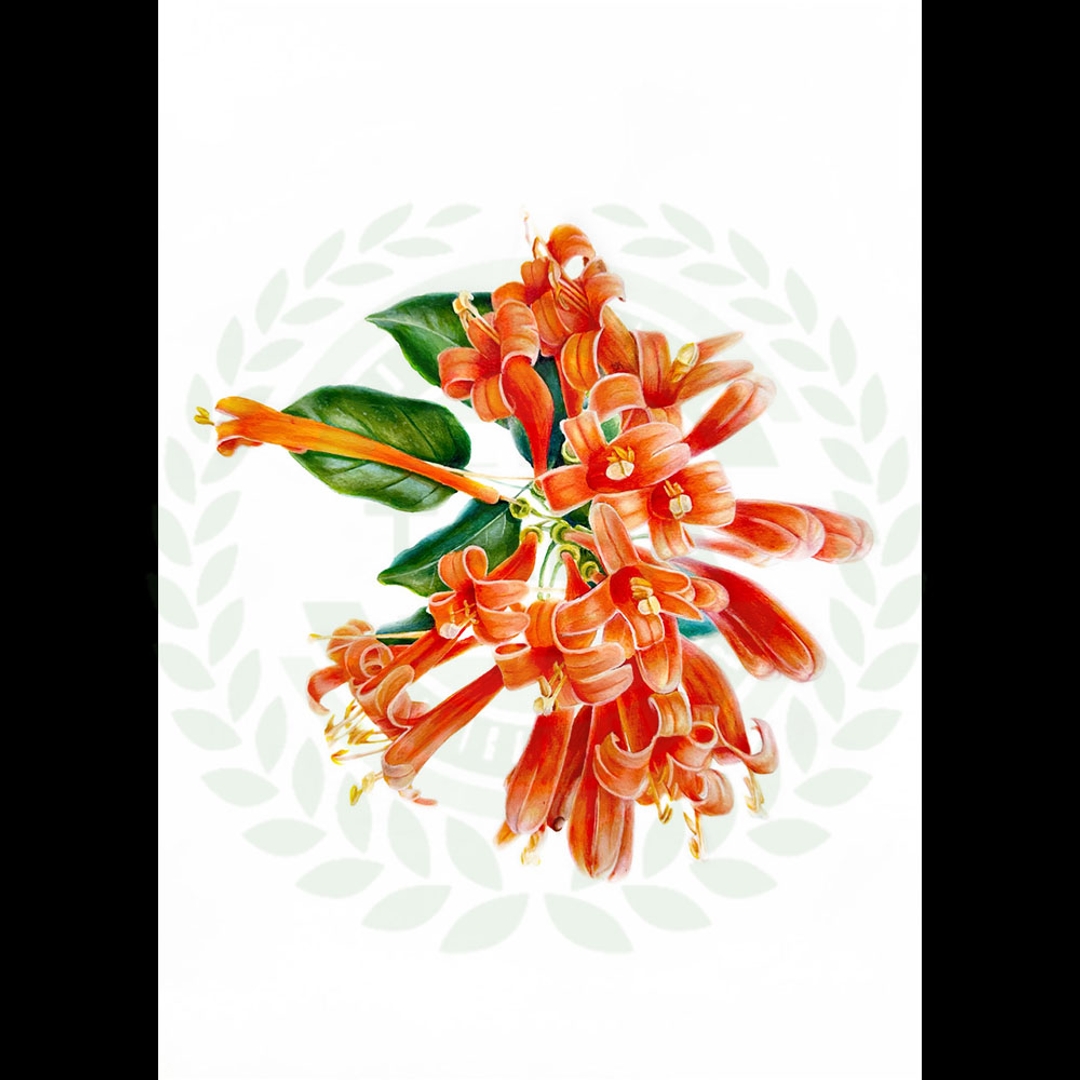 原畫 Pyrostegia venusta (Ker-Gawl.) Miers in Proc.(炮仗花)