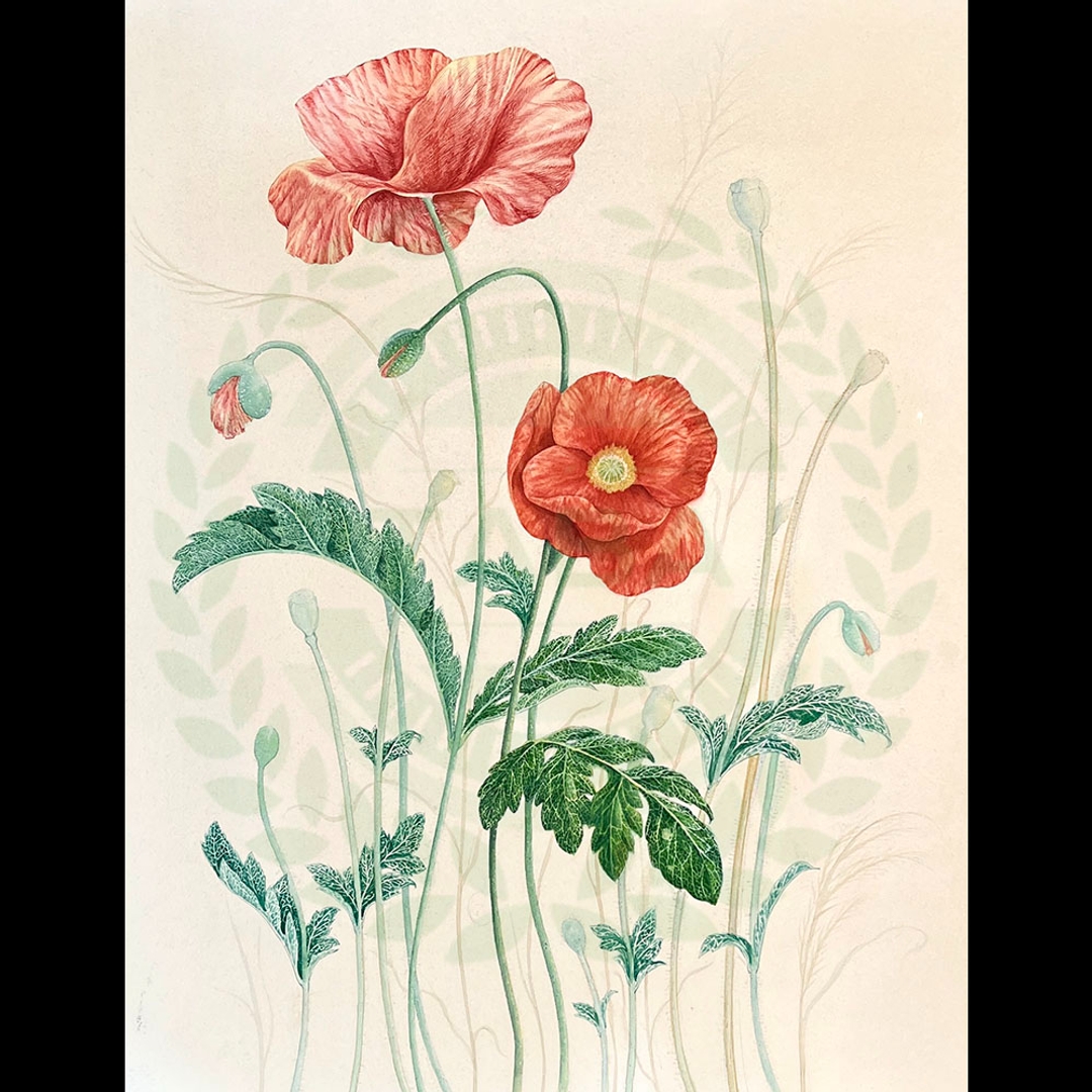 原畫 Papaver rhoeas L.(小種罌粟花)
