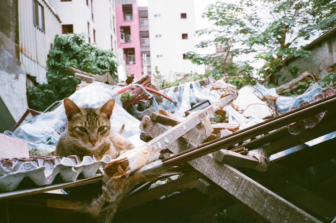 <p>曾住在大觀社區的貓。圖／唐佐欣提供</p>