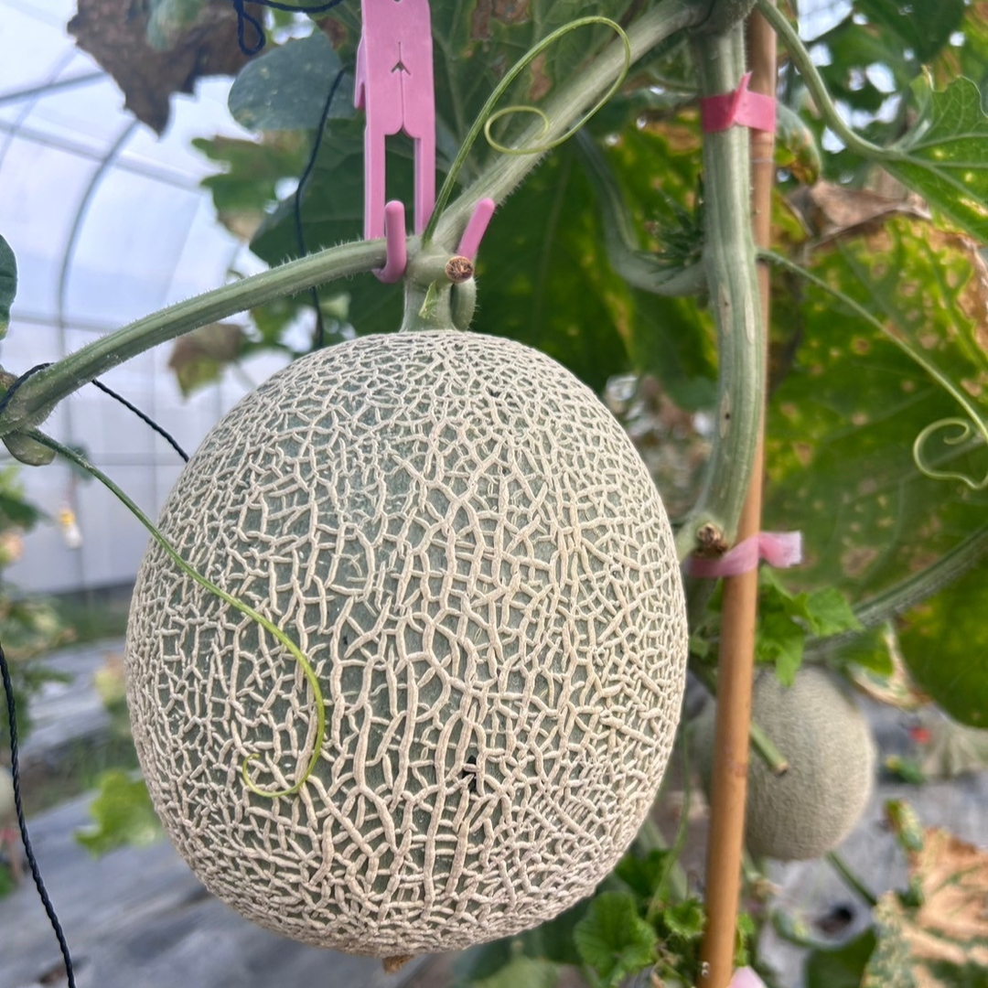 阿露 斯哈密瓜-整箱