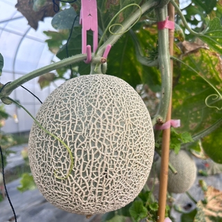 阿露斯哈密瓜-整箱