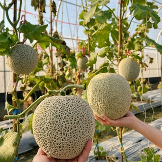 阿露斯哈密瓜-雙入禮盒