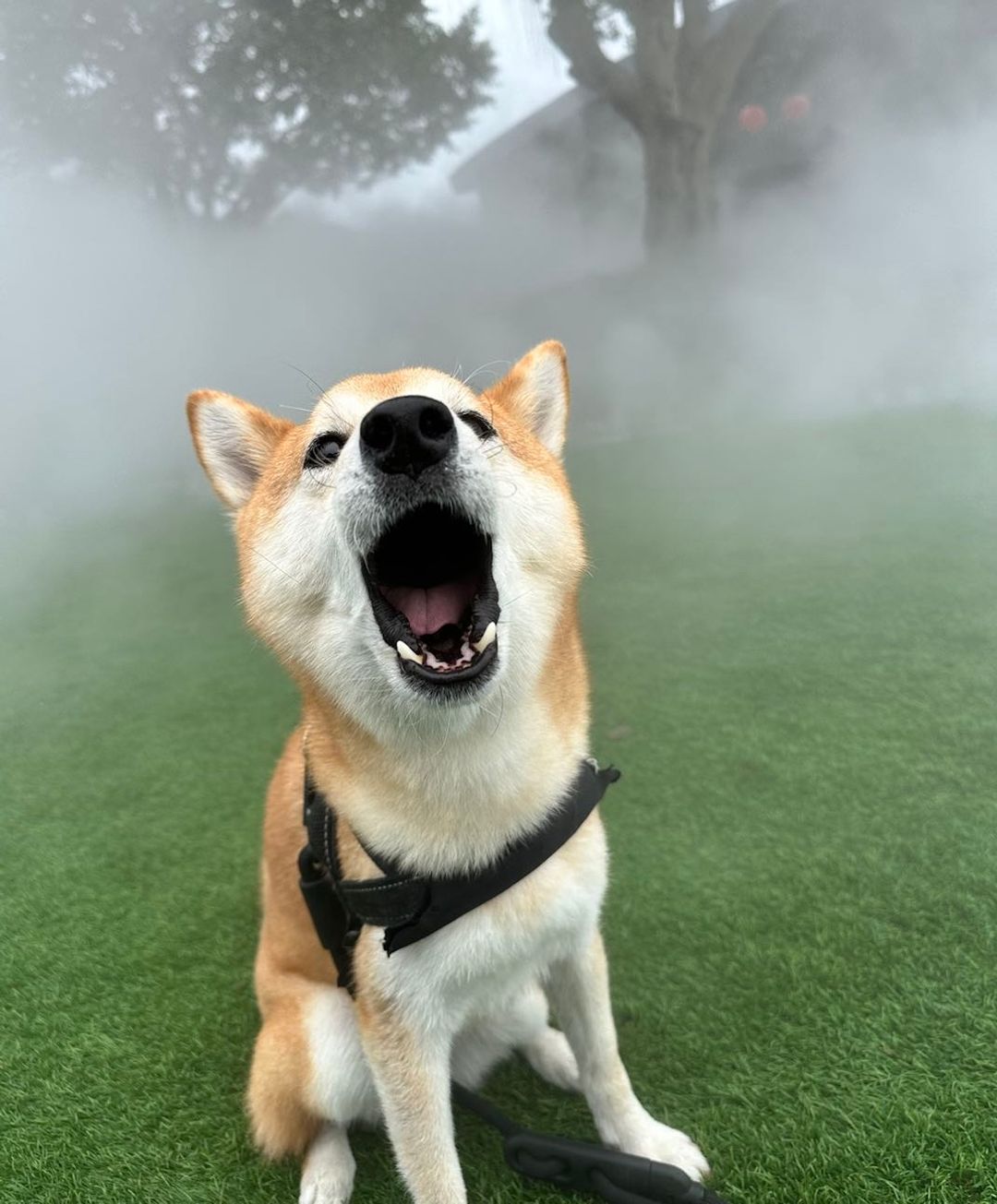 <p>這麼可愛，不加入嗎？</p>