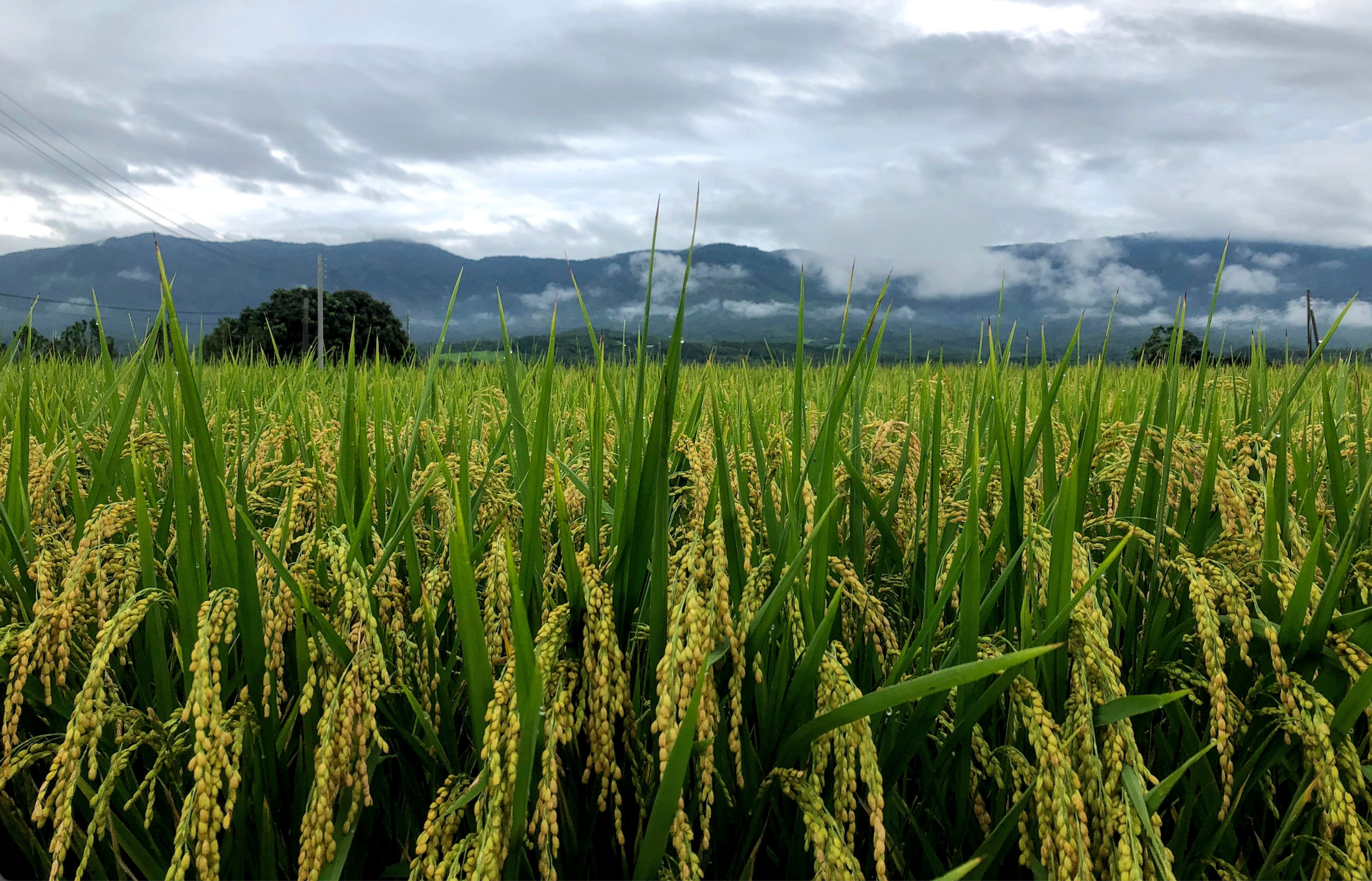 <p><strong>【花蓮場限定】</strong>本場次為了回饋花蓮的永續生產者與參加講座的你,</p><p><br></p><p>活動當天將贈送<strong>花蓮在