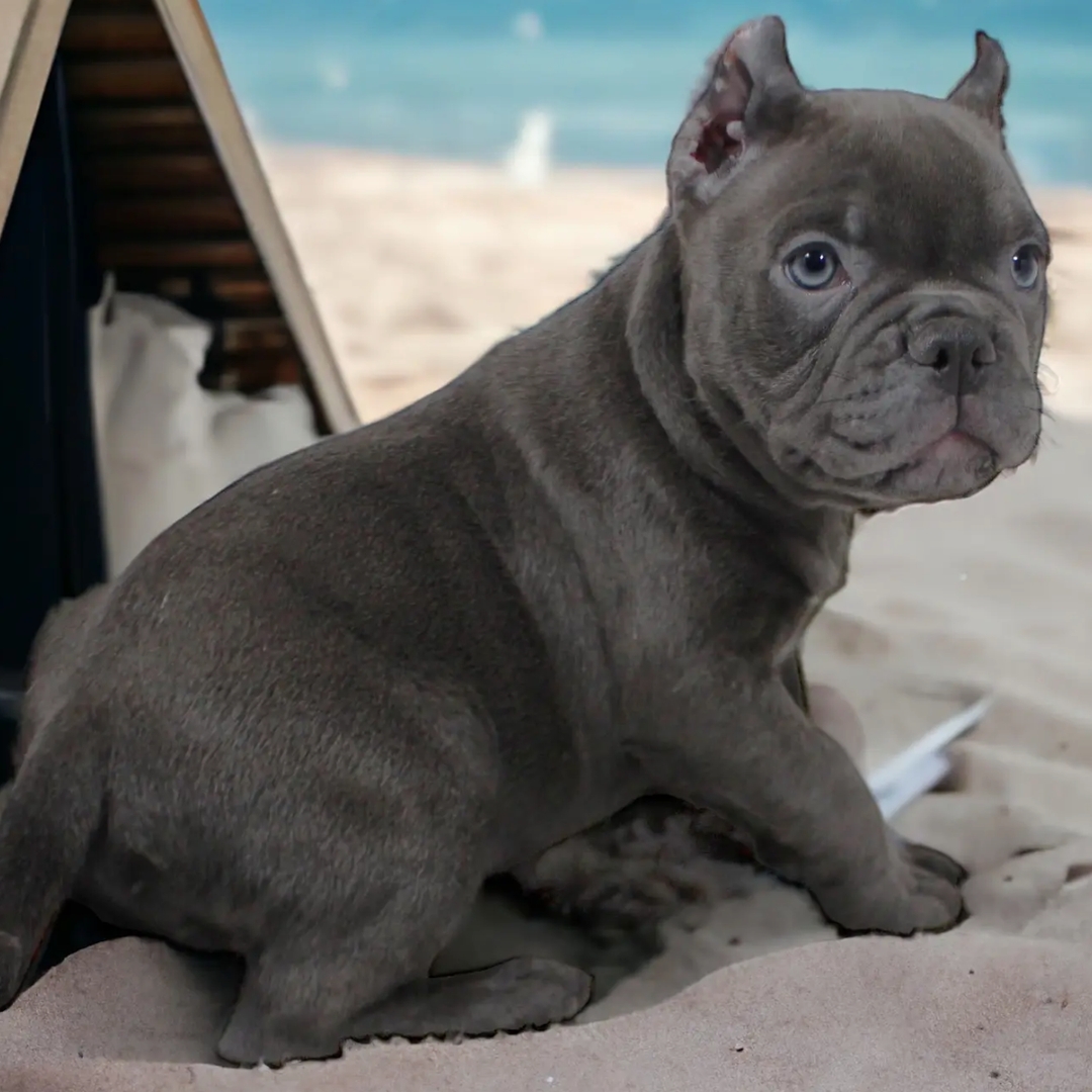 線上刷卡專區｜美國惡霸犬 American Bully