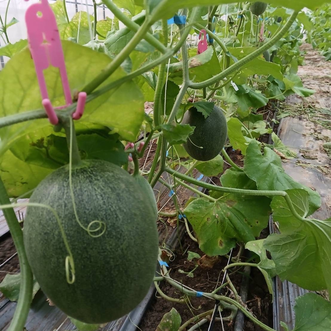 卡蜜拉哈密瓜-半箱