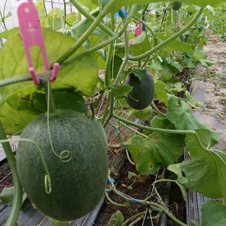 卡蜜拉 哈密瓜-半箱