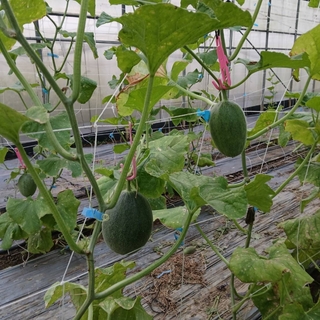 卡蜜拉哈密瓜-半箱