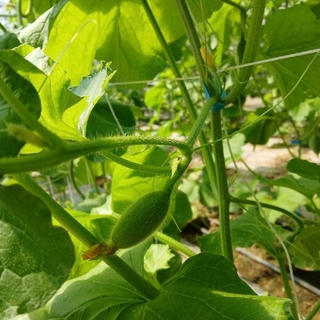 卡蜜 拉哈密瓜-整箱