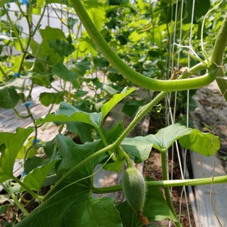 卡蜜拉哈密瓜-整箱