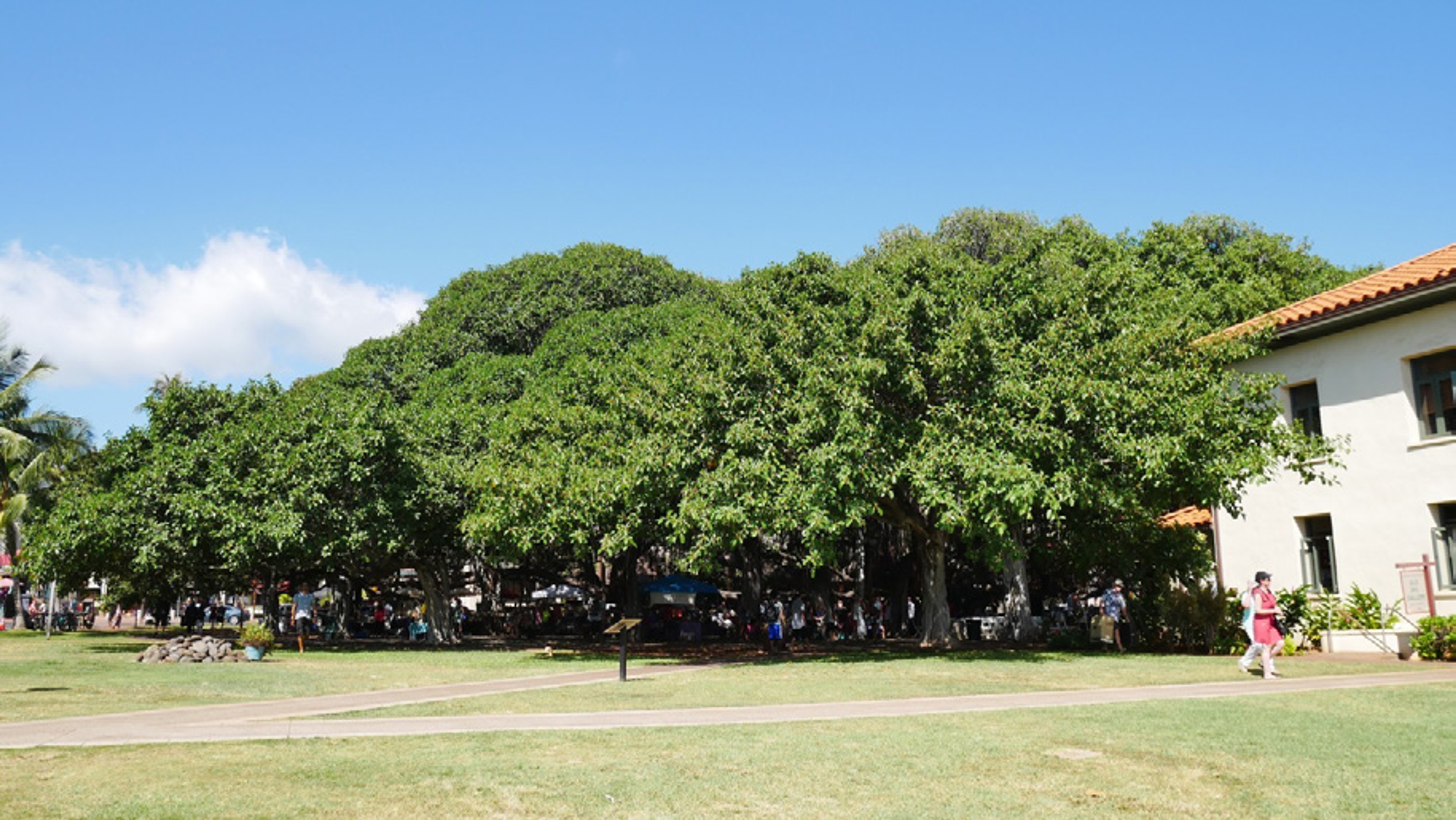 <p><span style="background-color: transparent;">圖 2 拉海納榕樹公園的榕樹下國慶園遊會與音樂會</span></p>