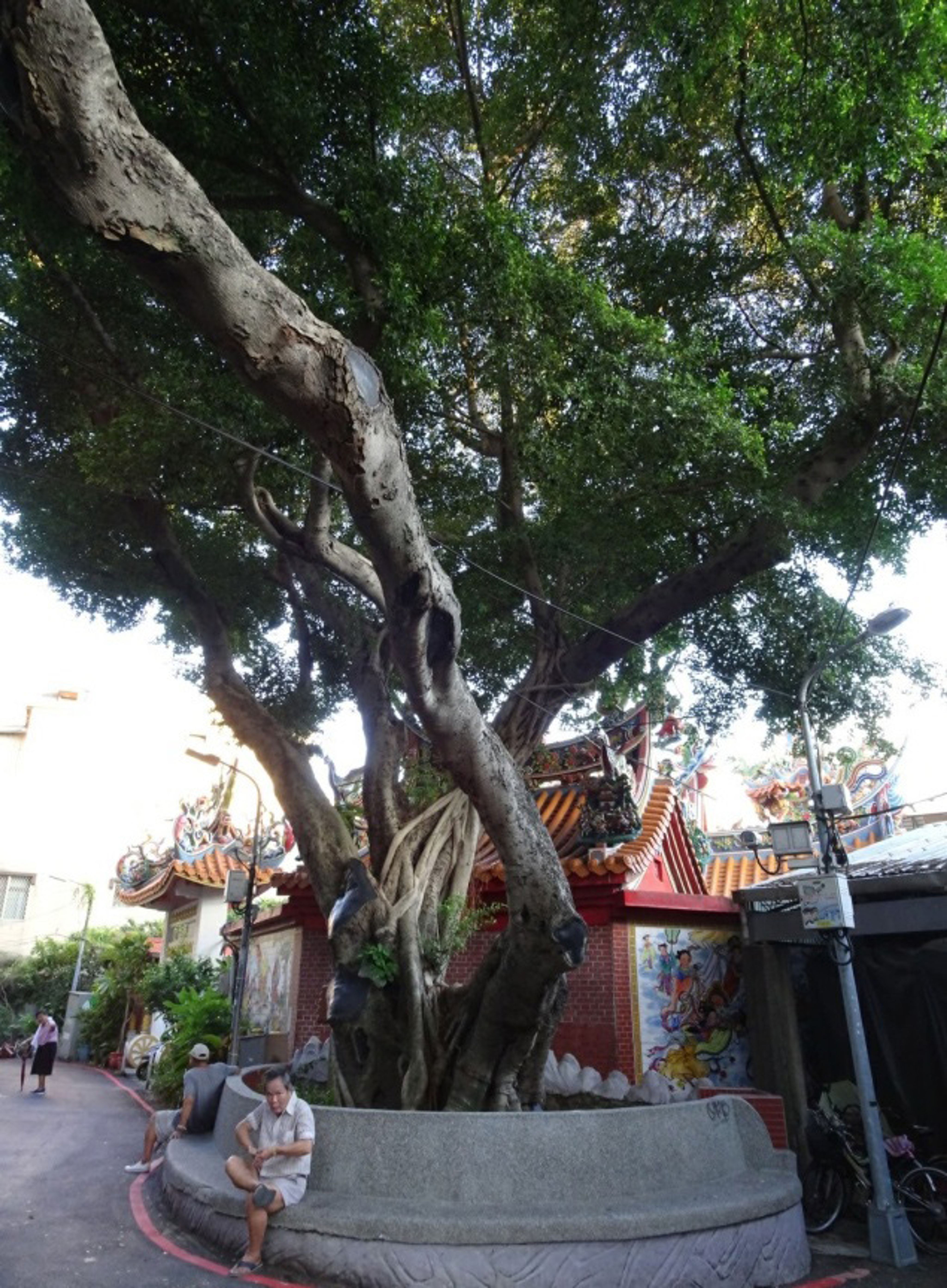 <p><br></p><p><span style="background-color: transparent;">圖 7、8 由水泥座椅圍繞保護的長慶榕與居民設置的香座</span></p>