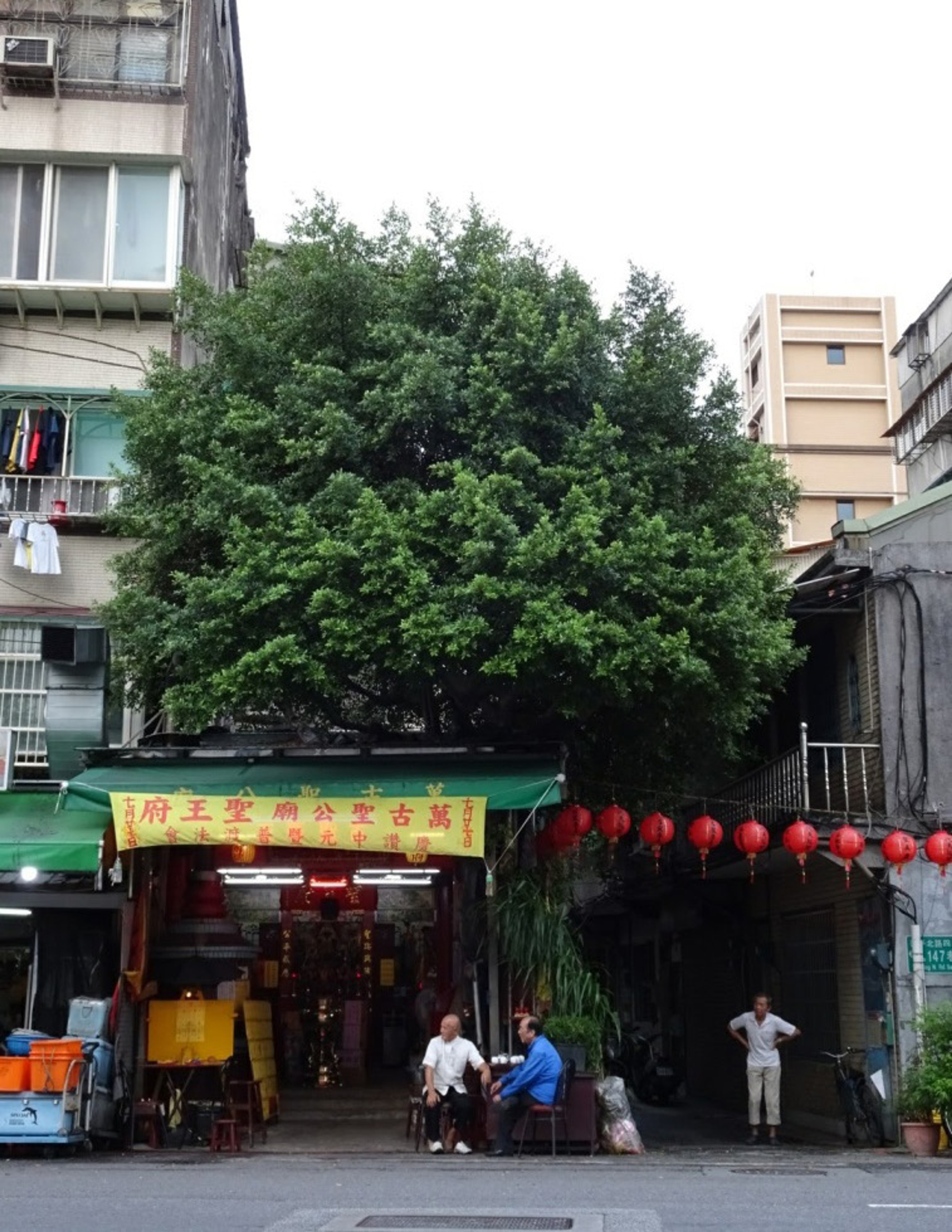 <p><span style="background-color: transparent;">圖 9 大龍峒萬古聖公廟,廟前的年輕榕樹為移植而來的榕樹公象徵</span></p>