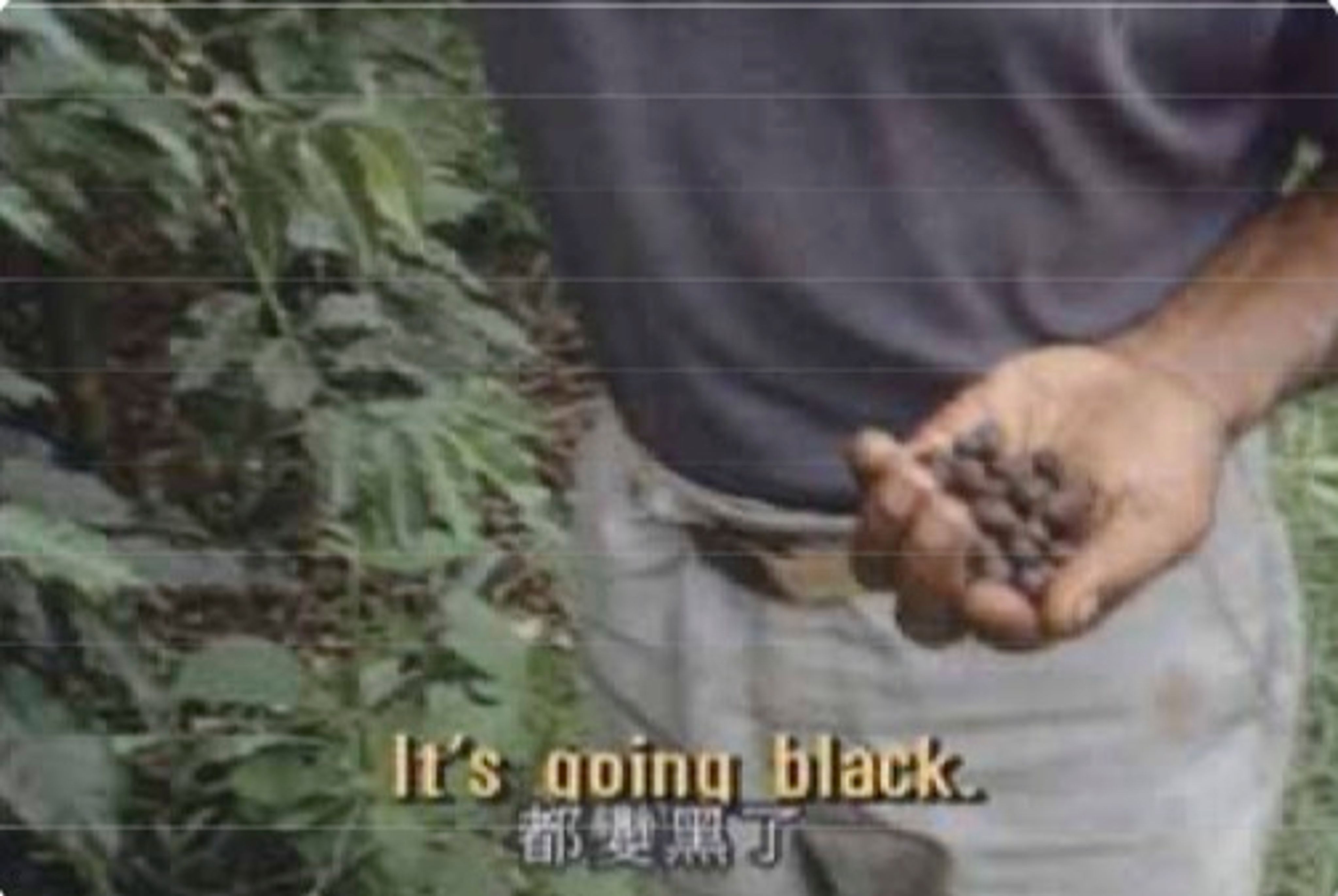 <p class="ql-align-center">林文玲提供，擷取自紀錄片Black Harvest（1992）</p>