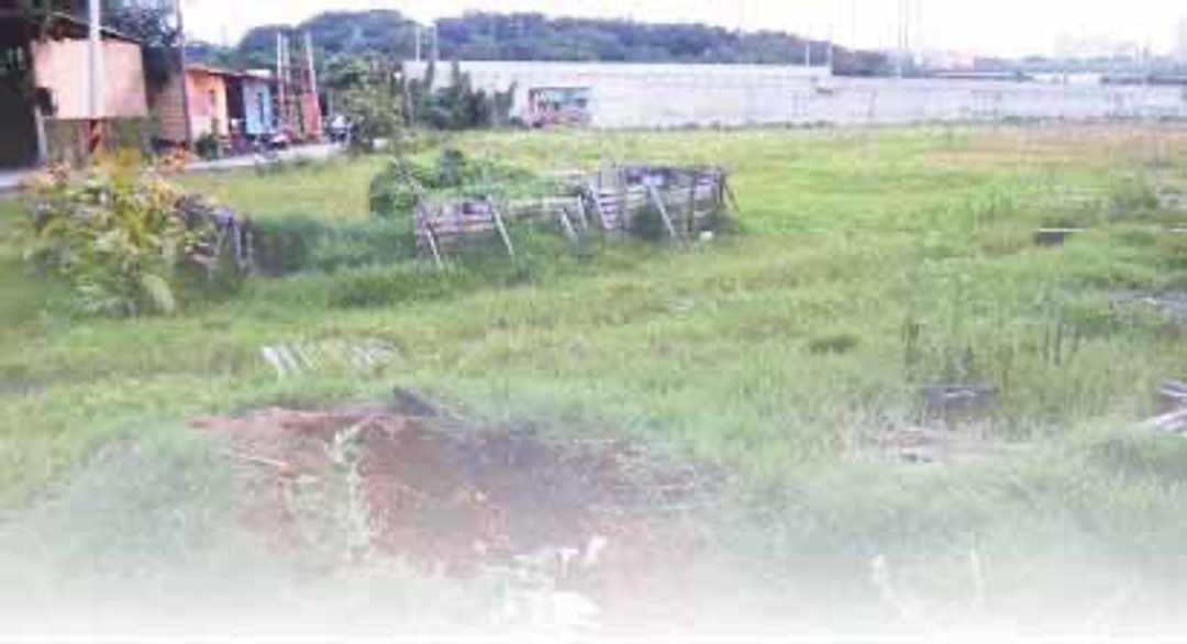 <p class="ql-align-center">八月份CSA公田的模樣，蕭𢕔涵提供。</p>