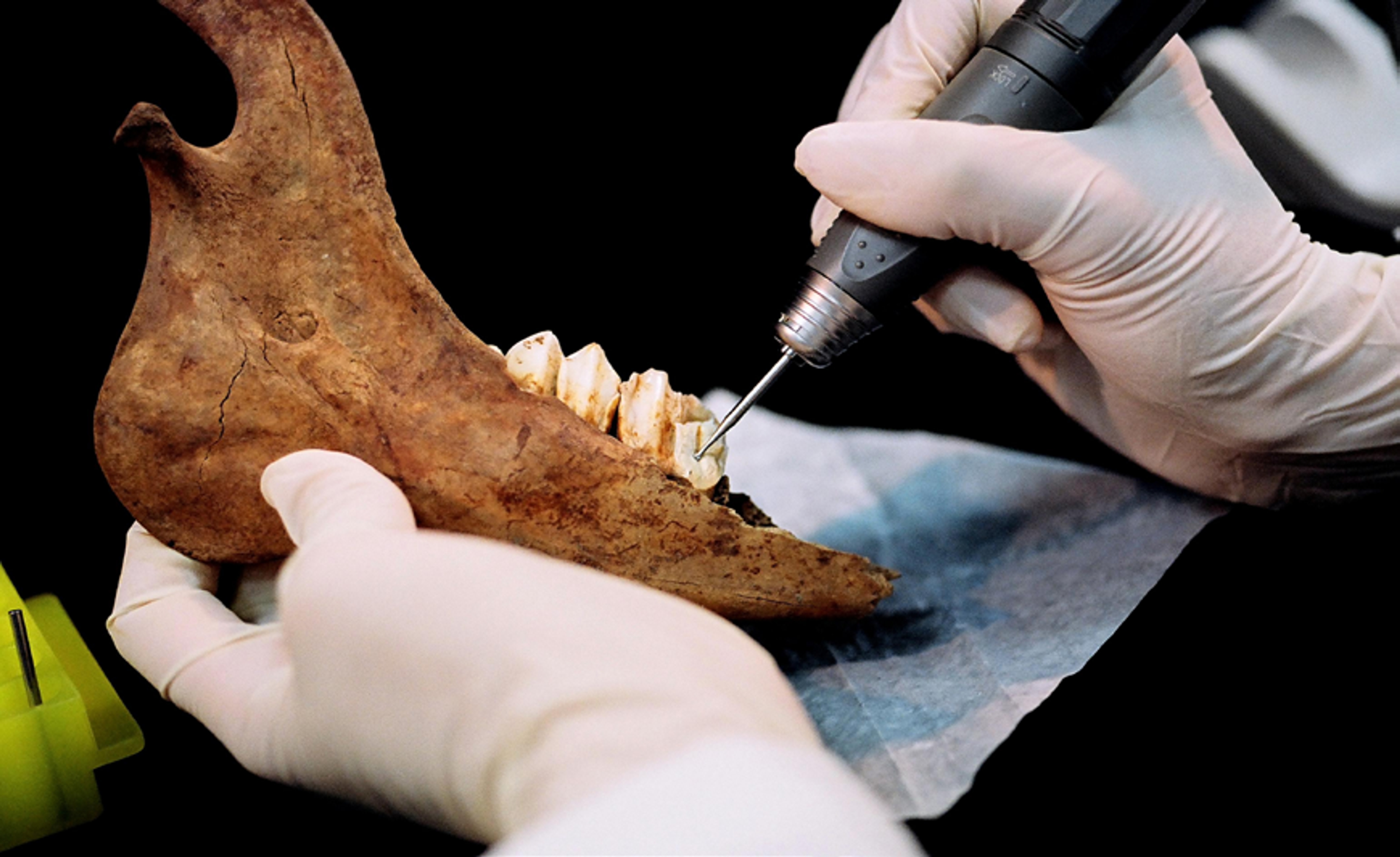 <p class="ql-align-center">圖一、利用牙醫用鑽頭鑽取遺址出土鹿科動物下顎牙齒骨粉。</p>