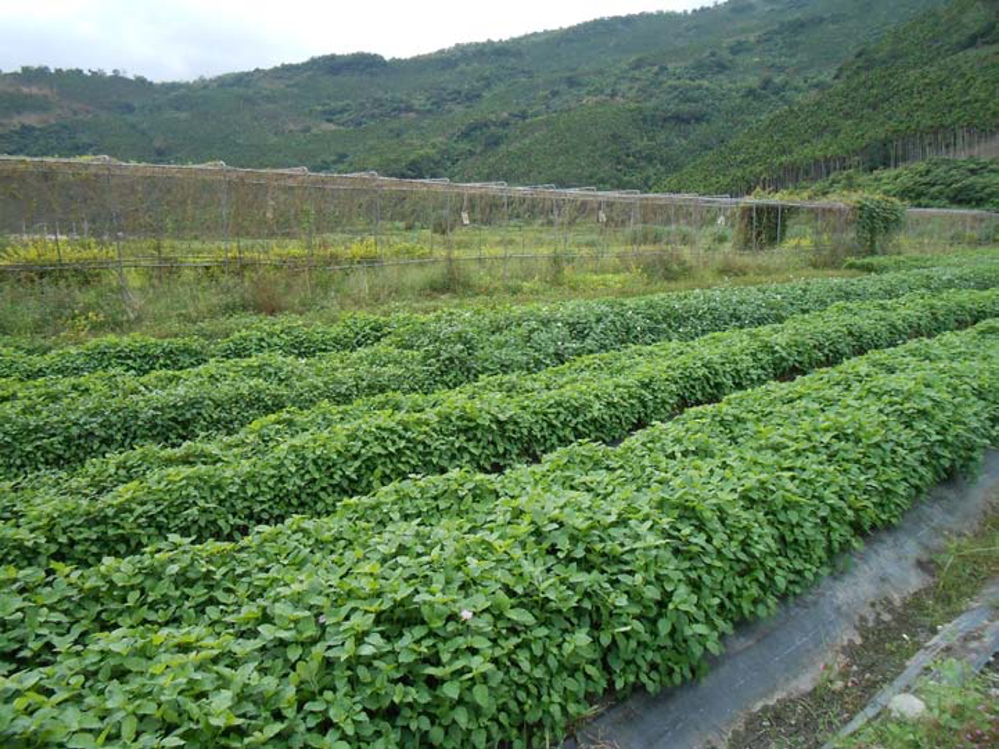 <p class="ql-align-center">農改場推廣野菜種植,尋找花蓮在地農場合作種植。此圖為某漢族農場的赤道櫻草種植區/李宣萱攝</p>