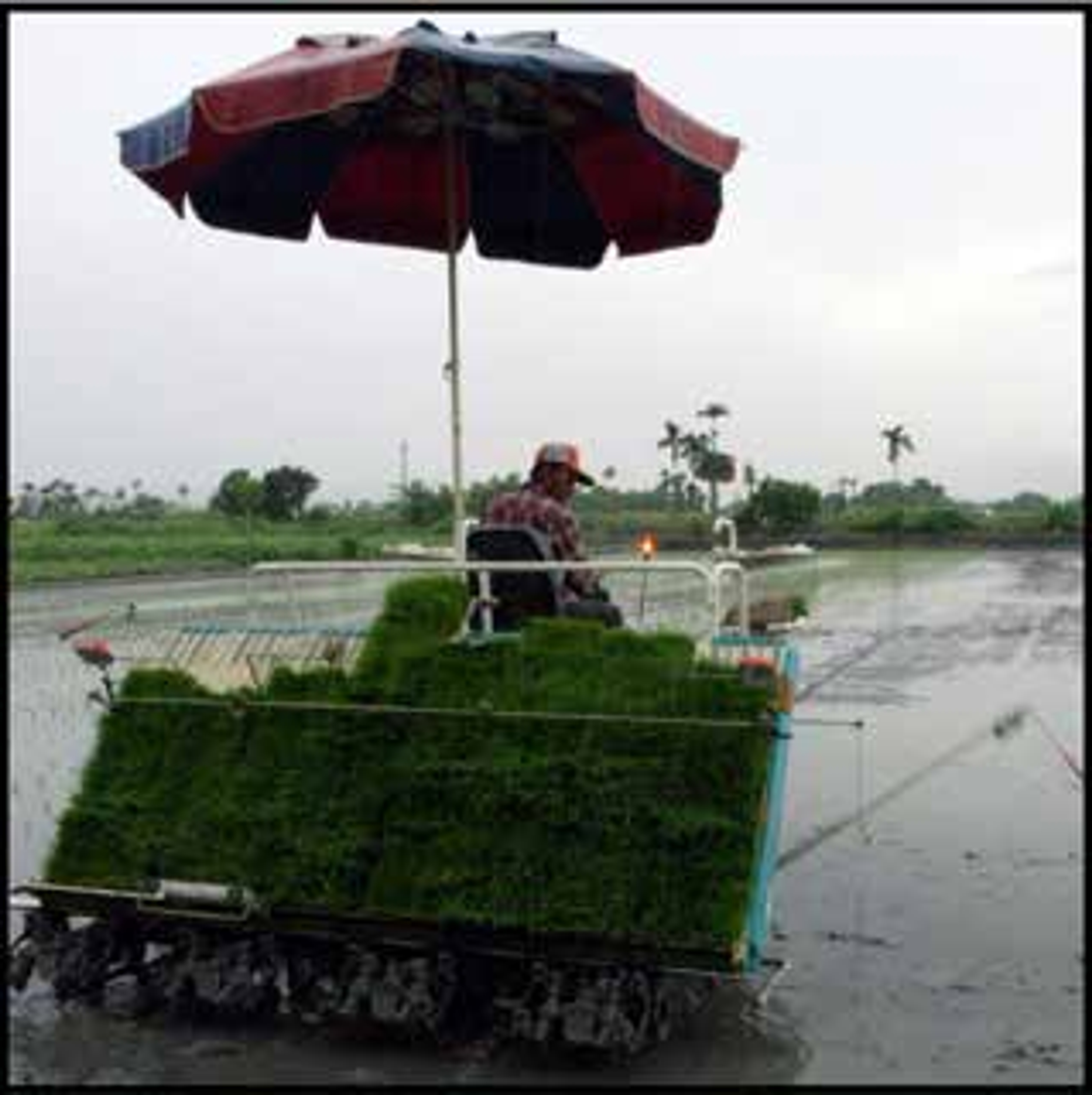 <p><span style="background-color: transparent;">Farmer Planting Rice (provided by Tom Abel)</span></p>