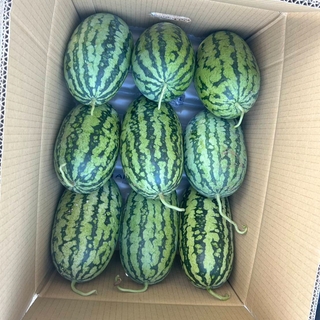 甜美人西瓜🍉-箱果(25斤以上) 