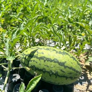 甜美人西瓜🍉-送禮首選