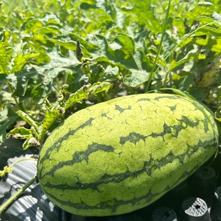 甜美人西瓜🍉-送禮首選