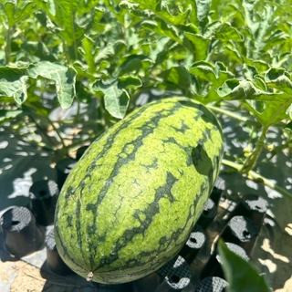 甜美人西瓜🍉-送禮首選