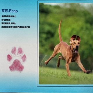 滑鼠墊