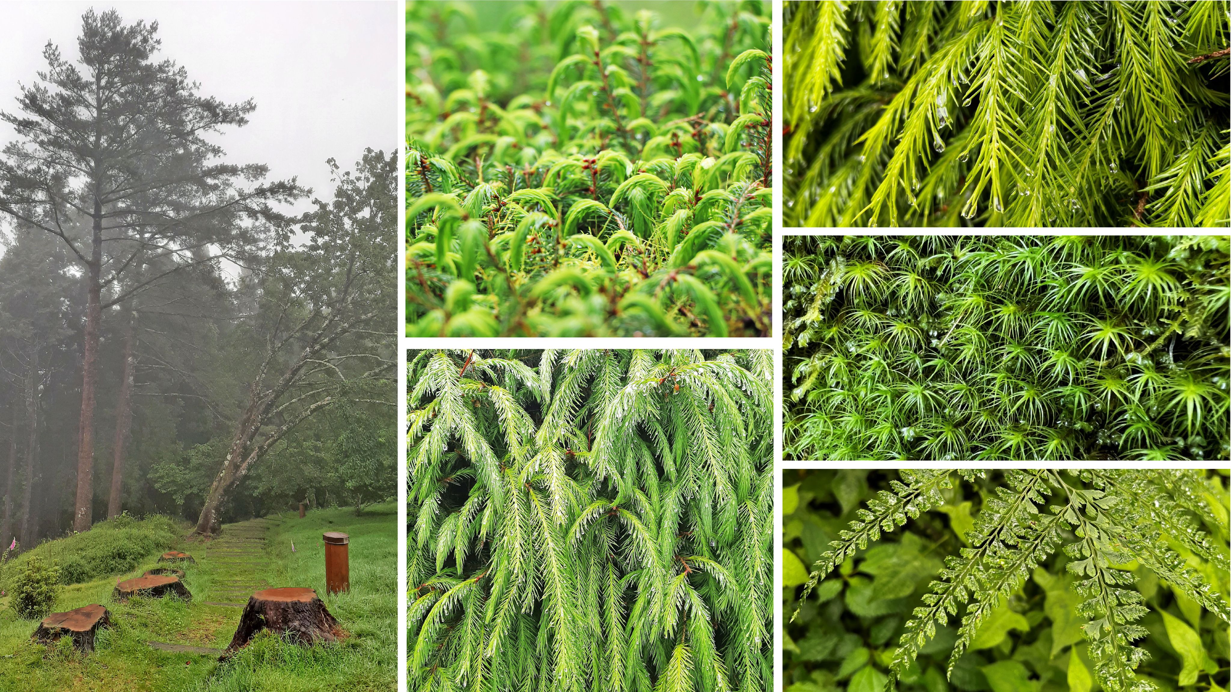 <p><strong>阿里山植物園</strong></p><p>早期的阿里山植物園是前總統夫人宋美齡女士的私人花園，因其鍾愛牡丹，因此在園內種植了非常多的牡丹，又稱為「牡丹園」。後來裁撤後轉型成為阿里山的苗圃，種植了非常多的高山苗木，現今已成為阿里山特有植物的育苗場地。漫步在植物園區內，可以欣賞許多以阿里山為名的特有植物，邀請您跟著我們專業的解說員，一起發現四季不同的植物園風貌。</p>