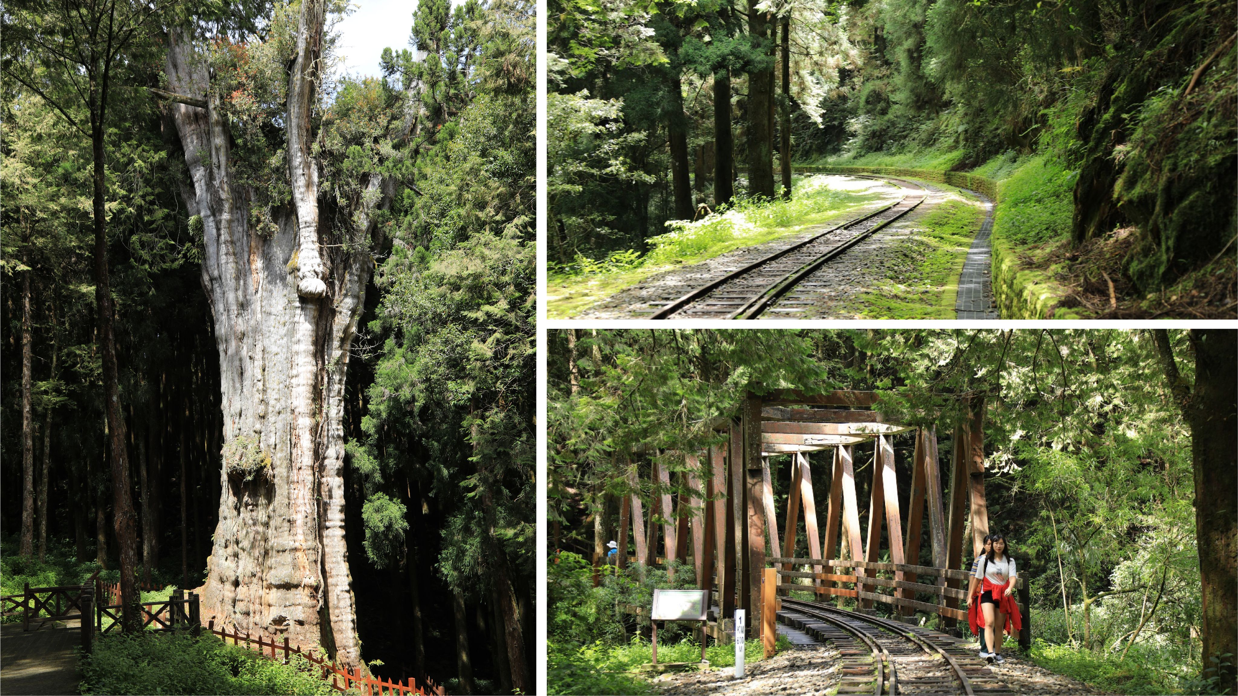 <p><strong>水山療癒步道</strong></p><p>林業保育署為促進國人身心健康、鼓勵國人充分運用山林帶來的惠益，近年積極推動「森林療癒」活動。來到水山療癒步道將可簡單透過視覺、聽覺等五感體驗，讓您完全沉浸於阿里山次森林的寧靜環境；並藉由在地人解說阿里山森林之發現與林業鐵路興建發展史等，行經一座復古的木棧橋，彷彿穿越森林時光隧道，回憶著日治時期林業鐵路發展歷史，提供兼具知性與感性的療癒之旅。</p><p><br></p><p><strong>水山巨木</strong></p><p>與水山療癒步道銜接處的水山巨木相當壯觀，樹圍超過16公尺、樹高大於30公尺，其樹齡也約有1,081年左右，並仍持續孕 育著新生命及物種；建議不妨親自前往，體驗一下千年檜木的仙氣吧！</p>