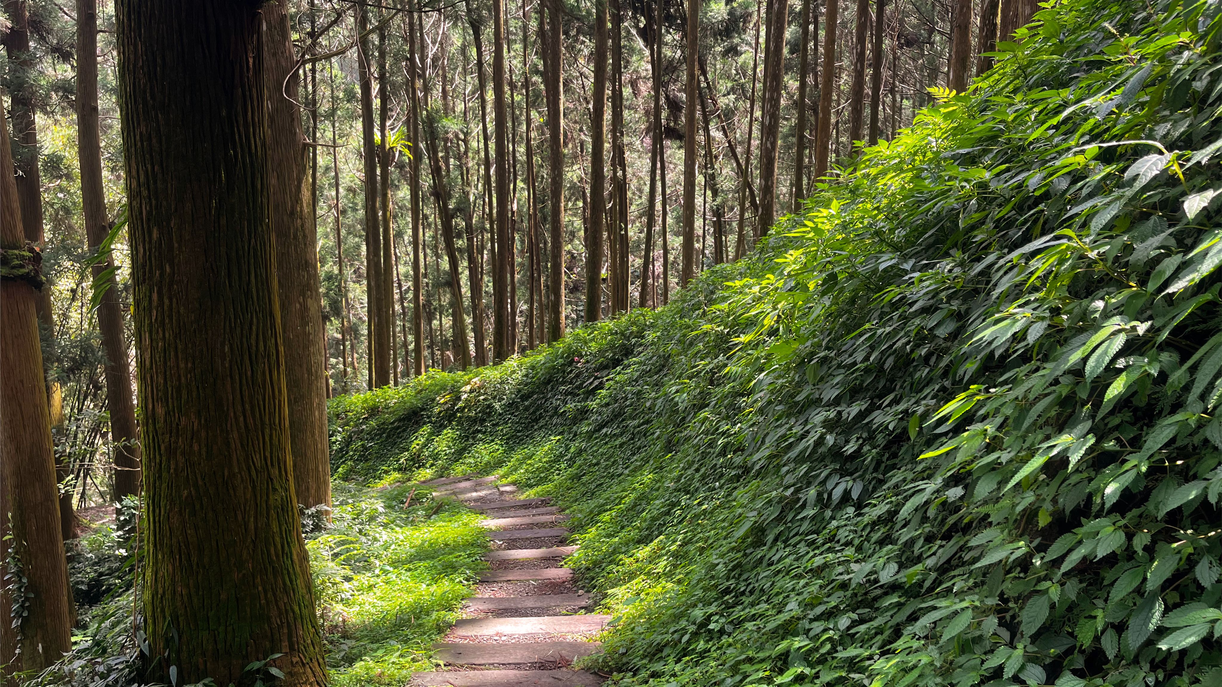 <p><strong style="background-color: white; color: rgb(31, 31, 31);">關不掉阿里山牌冷氣-來吉步道</strong></p><p>因地形的關係,所以來吉步道入口總有一陣涼風24小時不斷放送,在地的人都說像是關不掉的阿里山牌冷氣機,而在公路未開通、交通不發達的年代,居住在來吉的居民必須靠著這條古道與外界聯繫,具有重要的歷史文化意義。</p>