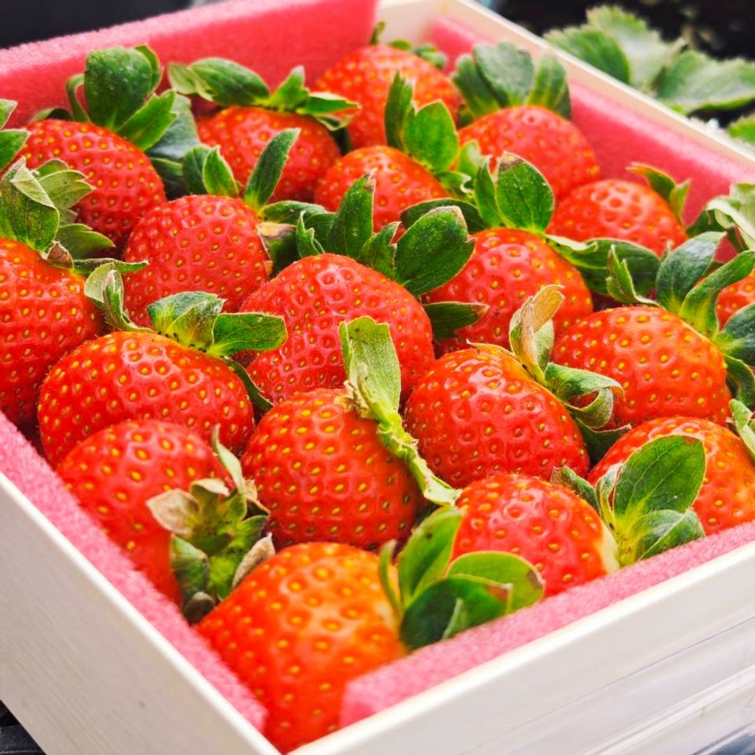 香水紅草莓 (350克±10%，15~25顆)-1盒入