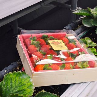 香水紅草莓 (350克±10%，15~25顆)-1盒入