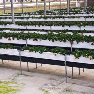 香水紅草莓 (350克±10%，15~25顆)-1盒入