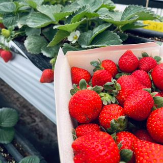 香水紅草莓 (350克±10%，15~25顆)-1盒入