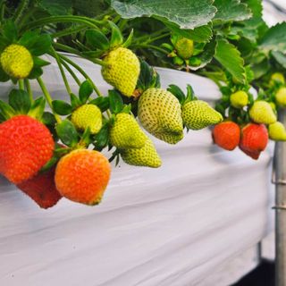 香水紅草莓 (350克±10%，15~25顆)-1盒入