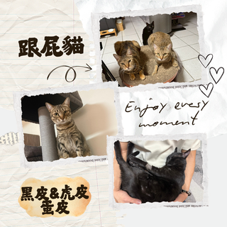Gallery image 26